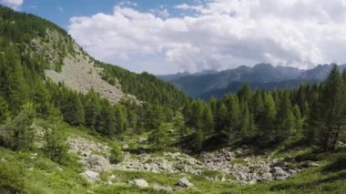 yan pov vahşi ormanda valley adlı arıyorsunuz iz yürüyorduk. güneş ışığı güneşli yaz day.4k bakış açısı videoda filtreleme ile açık havada yeşil doğa ormanda yürüyüş veya trekking macera