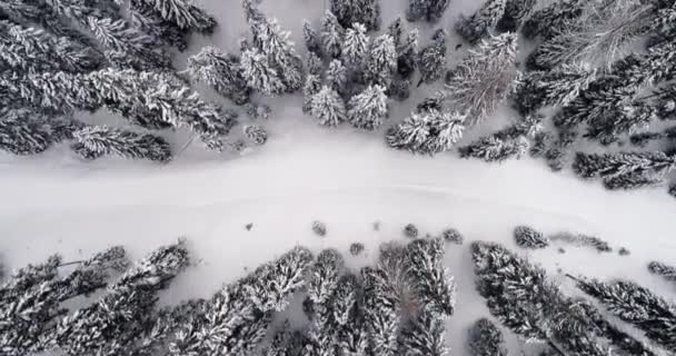 Forward overhead vertical aerial above snowy land with woods forest.Cloudy bad overcast weather.Winter Dolomites Italian Alps mountains outdoor nature establisher.4k drone flight establishing shot — Stock Video