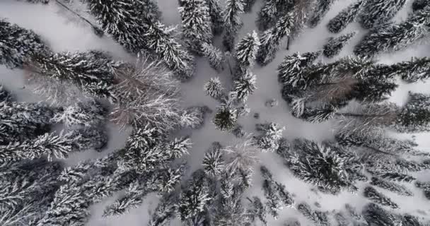 눈 덮인 소나무 숲 숲 위에 오버 헤드 수직 항공 올라가고. 흐린 나쁜 날씨입니다. 겨울 Dolomites 이탈리아 알프스 산 야외 자연 establisher.4k 무인 항공기 비행 설정 샷 — 비디오