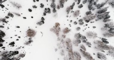 Ormanda karlı orman yukarıda ek yükü dikey hava iletmek. Bulutlu kötü sisli hava bulutlu. Kış Dolomites İtalyan Alpleri dağlar açık doğa establisher.4k drone uçuş atış kurulması