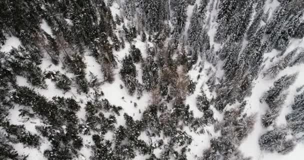 Para Frente Aérea Vertical Aérea Acima Florestas Nevadas Forest Cloudy — Vídeo de Stock