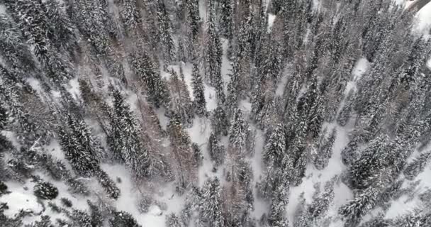 우즈 눈 덮인 숲 위에 오버 헤드 수직 공중을 전달 합니다. 흐린된 안개 날씨 흐린 나쁜입니다. 겨울 Dolomites 이탈리아 알프스 산 야외 자연 establisher.4k 무인 항공기 비행 설정 샷 — 비디오