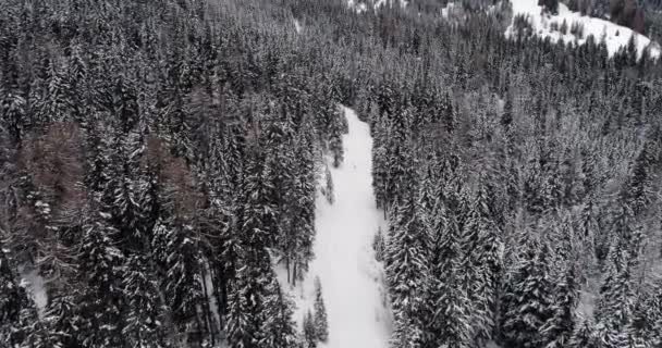 Przodu Obciążenie Pionowe Anteny Powyżej Snowy Szlak Długą Drogę Lasu — Wideo stockowe