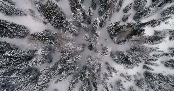 Bajando aérea vertical sobre bosques de pinos nevados.Nublado mal tiempo. Invierno Dolomitas Alpes italianos montañas naturaleza al aire libre Establecimiento de vuelo drone 4k establecer tiro — Vídeo de stock