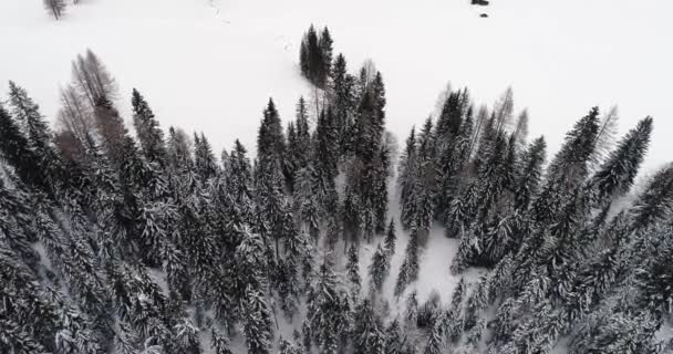 Forward overhead vertical aerial above snowy land with woods forest.Cloudy bad overcast weather.Winter Dolomites Italian Alps mountains outdoor nature establisher.4k drone flight establishing shot — Stock Video