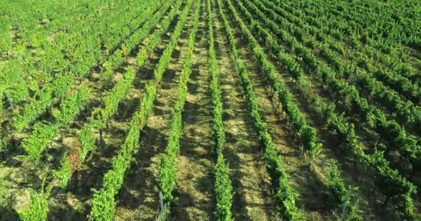 Luchtfoto vliegen boven landelijke rijpe groene wijngaard. De stichter van het naar voren. . Italiaanse reis in Umbria.4k drone — Stockvideo