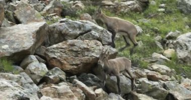 steinbock goats,alpine ibex grazing on green mountain pasture near rocks