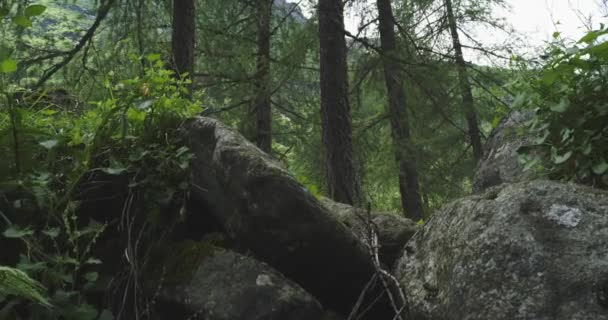 Po tom, co člověk běje v horském lese. Po stoupání se na vrchol vyvrcholit pěšec. Divoká Zelená příroda venku v oblačněném špatném počasí. Činnost, sport, úsilí, výzva, koncepce willpower — Stock video