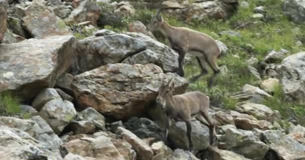 Cabras steinbock, ibex alpino pastando en pastos verdes de montaña cerca de rocas — Vídeo de stock