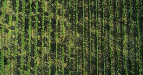 Aerial view flying above rural ripe green vineyard. Overhead, birds eye establisher. .Italian trip in Umbria.4k drone — Stock Video