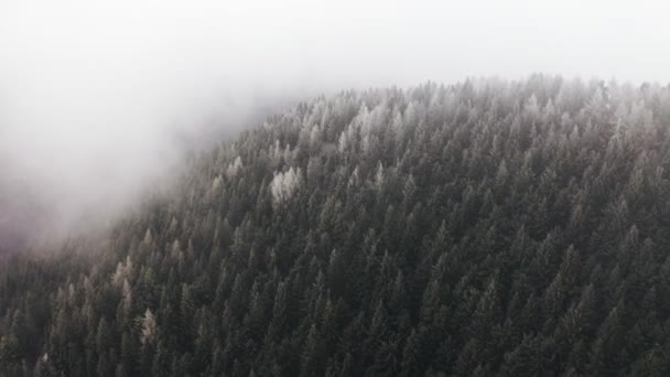 Schneebedeckter Kiefernwald bei trübem Schlechtwetter.nebliger Bergwald mit eisbedeckten Bäumen im Winter Drohnenflug. — Stockvideo