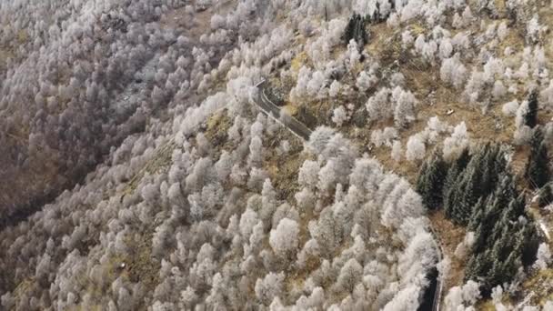 Zakřivená silnice poblíž bílých zasněžených stromů je vzdušnou řadou. Mlhavá horská prales s ledovým mrazem pokrytou stromy v zimě. — Stock video