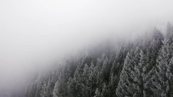 Pinèdes enneigées vers l'avant aérien par mauvais temps nuageux. forêt de montagne broussailleuse avec glace arbres couverts de gel en hiver vol de drone Establisher . — Video