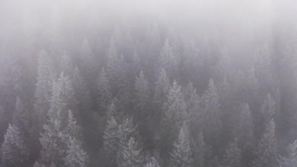 Bosques de pino nevado hacia adelante aérea en mal tiempo nublado. Bosque de montaña brumoso con hielo árboles cubiertos de heladas en el avión no tripulado de invierno Establecimiento de vuelo . — Vídeos de Stock