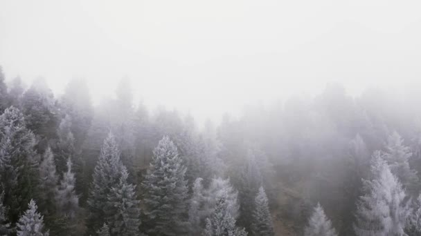 Besneeuwde dennenbossen voorwaarts antenne in bewolkt slecht weer. Foggy Mountain forest met ijsvorst bedekte bomen in de winter drone vlucht in te dienen. — Stockvideo