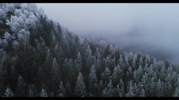 Bulutlu kötü havalarda karlı çam ormanları ileri hava. Kış drone uçuş kurulan buz don kaplı ağaçlar ile sisli dağ ormanı. — Stok video