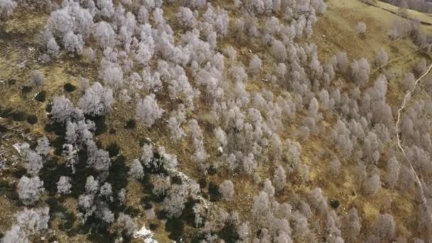 Bovengrondse witte besneeuwde bomen antenne. Foggy Mountain forest met ijsvorst bedekte bomen in de winter drone vlucht in te dienen. — Stockvideo