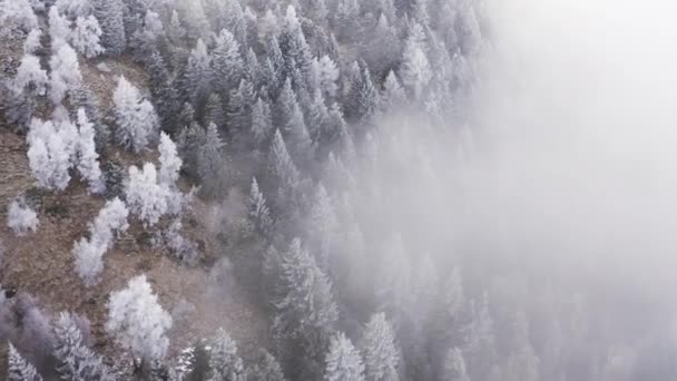 Λευκά χιονισμένα δέντρα βουνό άνοδο συννεφιασμένη κεραία. Δάσος με ομίχλη, σκεπαστό με πάγο και δέντρα.. — Αρχείο Βίντεο