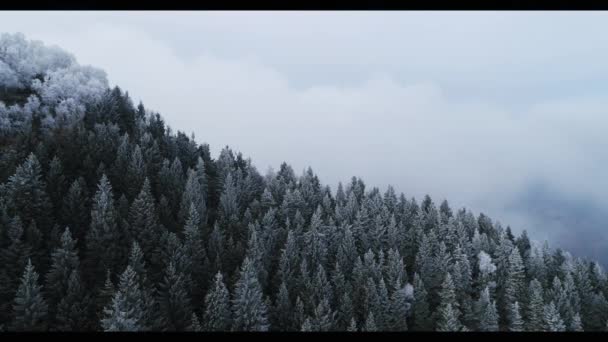 Snowy pine woods forward aerial in cloudy bad weather.Foggy mountain forest with ice frost covered trees in Winter drone flight establishment isher . — стоковое видео