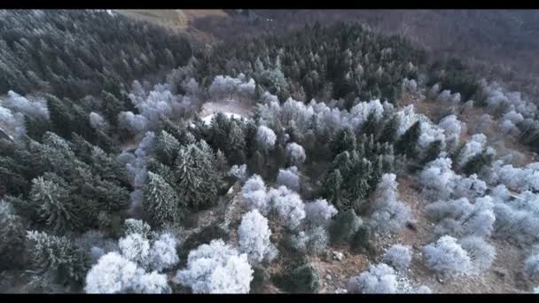 白い雪の木山は曇った空中を上昇します。冬のドローン飛行確立者で氷の霜に覆われた木と霧のマウント森林. — ストック動画