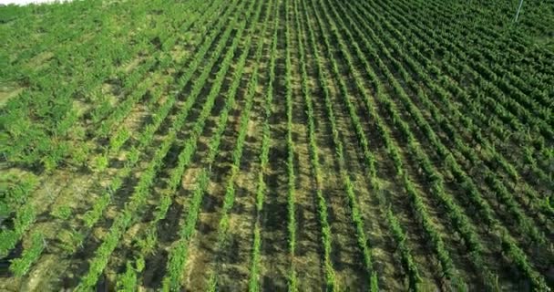 Luchtfoto vliegen boven landelijke rijpe groene wijngaard. Achterwaarts in te dienen. . Italiaanse reis in Umbrië. 4k Drone — Stockvideo