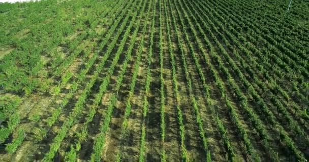 Aerial view flying above rural ripe green vineyard. Backward establisher. .Italian trip in Umbria.4k drone — Stock Video