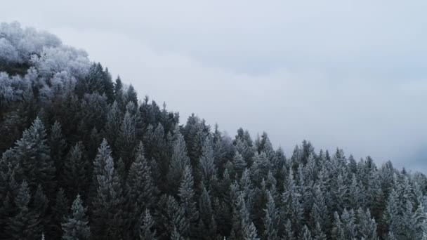 雪松树林在多云的恶劣天气中向前飞。冬季无人机飞行建立者中，有冰霜覆盖树木的雾山森林. — 图库视频影像