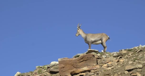 Bodes steinbock, ibex alpino pastoreio olhando em torno de rochas da montanha — Vídeo de Stock