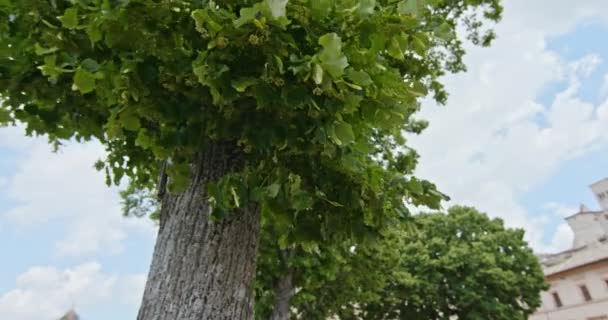 Alter baum auf dem hauptplatz von assisis, italien. umkreisen von unten .4k Zeitlupenvideo — Stockvideo