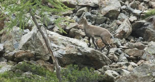 Козы стейнбок, альпийские горные козлы, пасущиеся на зеленых горных пастбищах возле скал — стоковое видео