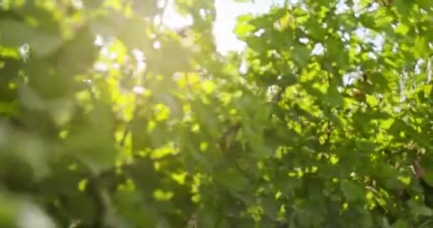 Romantisch liefdespaar, man en vrouw glimlachen en wandelen door planten in de buurt van wijngaard bij zonsondergang of zonsopgang met verlichte zon. Warme zon terug licht. Vrienden Italiaanse reis in Umbrië. 4k Slow Motion — Stockvideo