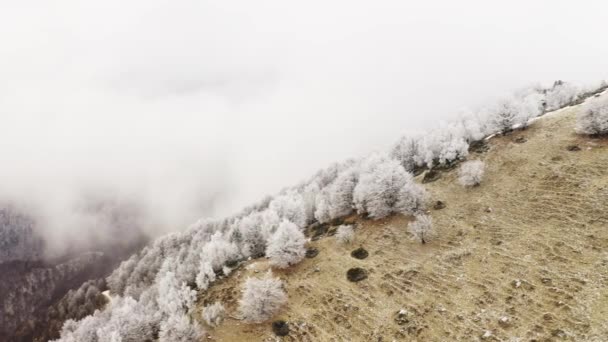 Fehér havas fák hegyi emelkedik felhős légi. Ködös Mount Forest jégfagyal borított fák téli drone repülés Rendelőnkben. — Stock videók