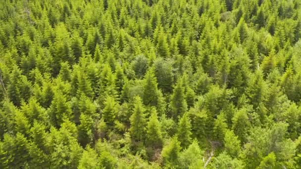 Aerial of flying over a beautiful green forest in a rural landscape. Wild pine forest aerial. Nature wilderness woodland — Stock Video