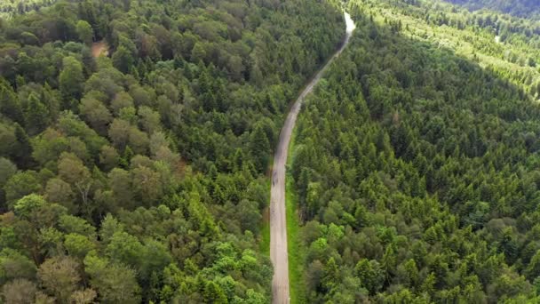 Aerial view flying over two lane forest road with car moving green trees of woods growing both sides. Car driving along forest road. aerial:car driving through pine forest.Germany black forest aerial — Stock Video