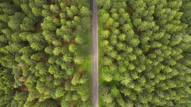 Felülről lefelé légi út alatt közlekedő erdei úton autóval. Zöld fák erdők növekvő mindkét oldalon. Autó vezetés mellett erdei úton. Overhead antenna: autó vezetés a fenyőerdőben. Németország-fekete erdei légi — Stock videók