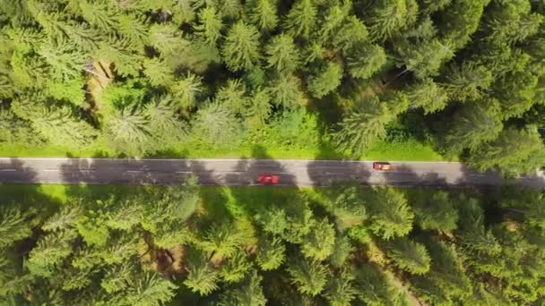 Von oben nach unten Luftbild fliegen über Waldstraße mit auto.green Bäume von Wäldern wachsen auf beiden Seiten. Auto fährt auf Waldstraße: Oberantenne: Auto fährt durch Kiefernwald — Stockvideo