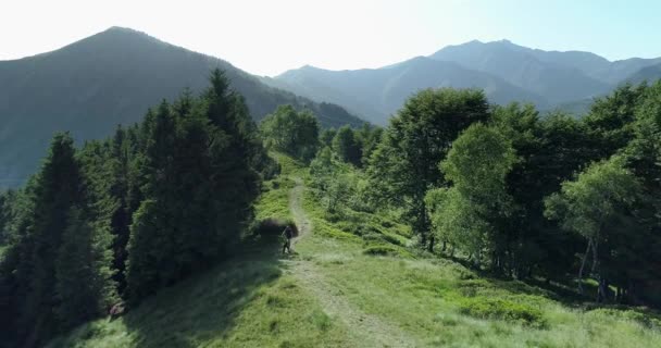 在夏季阳光明媚的日子里，骑自行车骑着山地自行车沿着森林小径鸟瞰图。越野自行车手。空中 Mtb 自行车骑在轨道小径。沿着山路骑山地自行车 — 图库视频影像