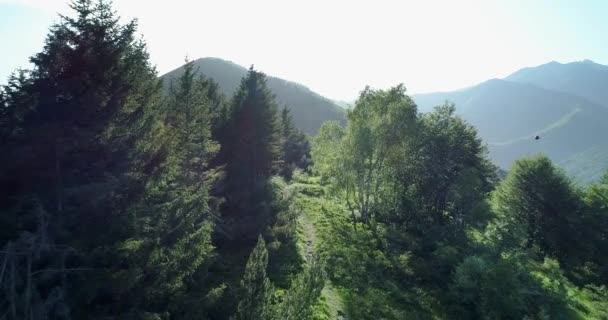 Mountain Trail stig längs tallskogen antenn. Skogsväg establisher. Sunny Forest Trail etablera shot — Stockvideo