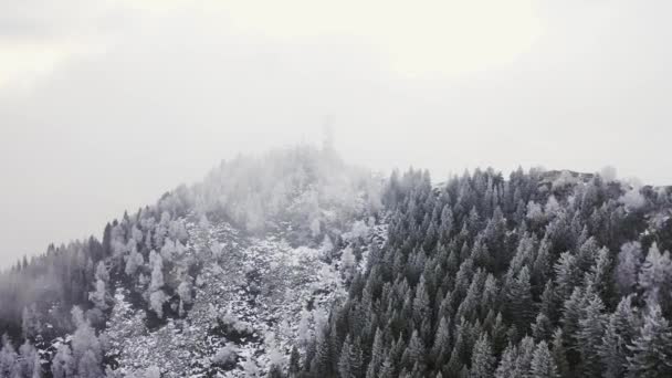 Forêt de montagne broussailleuse avec des arbres couverts de givre en hiver vol de drone Establisher — Video