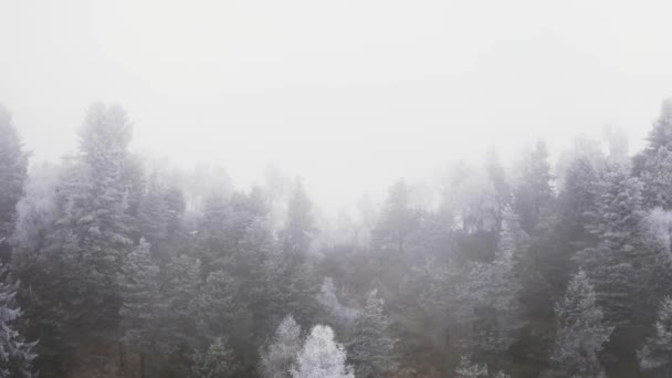 Засніжені соснові ліси вперед повітряної в похмуру погану погоду. Туманний гірський ліс з крижаними морозами, вкритими деревами в зимовому польоті. — стокове відео