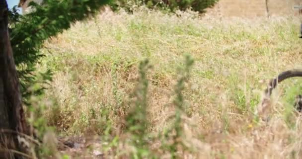 Romantikus aktív pár lovaglás e-Bike kerékpárok MTB egy gyönyörű szabadtéri erdei erdőben nyomvonal út. Kapaszkodás szemcsésedik. Barátok olasz utazás Umbria. 4k lassú mozgás — Stock videók