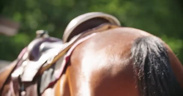 Mulher bonita acariciando e acariciando um cavalo marrom.Amigos viagem italiana em Umbria.4k câmera lenta — Vídeo de Stock