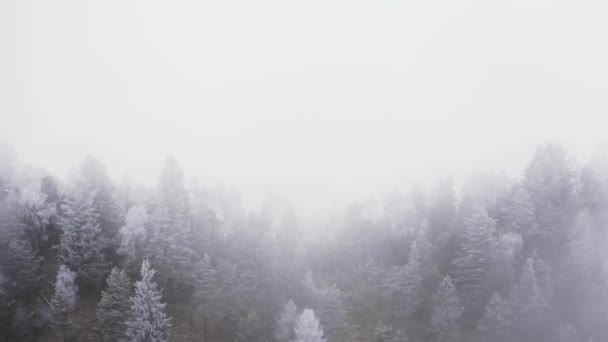 Bulutlu kötü havalarda karlı çam ormanları ileri hava. Kış drone uçuş kurulan buz don kaplı ağaçlar ile sisli dağ ormanı. — Stok video
