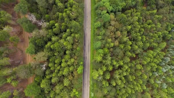 ท็อปดาวน์วิวทางอากาศที่บินเหนือถนนป่าด้วยรถ ต้นไม้สีเขียวของป่าเติบโตทั้งสองด้าน ขับรถไปตามถนนป่า เหนือหัวทางอากาศ: ขับรถผ่านป่าสน — วีดีโอสต็อก