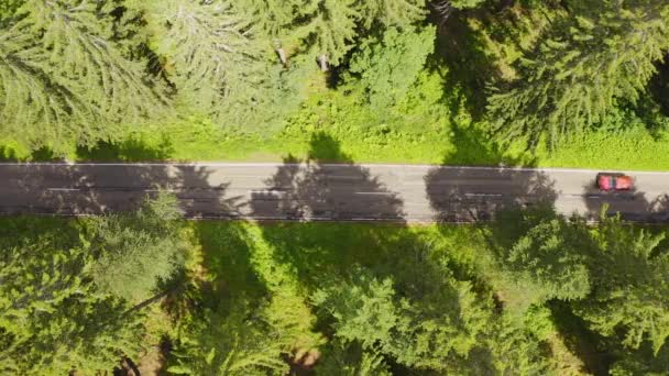 Top down luchtfoto vliegen over bos weg met de auto. Groene bomen van bossen groeien beide zijden. Auto rijden langs bosweg. Overhead antenne: auto rijden door dennenbossen. Duitsland-Zwarte Woud antenne — Stockvideo