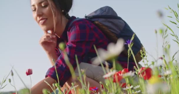 Smiling woman smelling and picking flowers from field.Side view, close-up, slow motion.Crouched smiling woman among red flowers outdoor. Солнечная погода — стоковое видео