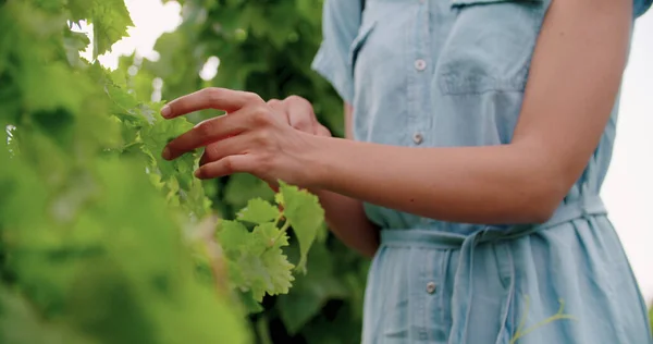 Деталь жіночих рук, що торкаються виноградника на заході або сході сонця. Тепле сонце заднє світло . — стокове фото