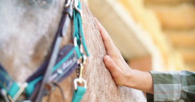 Adam ata binmek için hazırlanıyor. At eyerini bağlayan bir adamın yakın çekimleri..