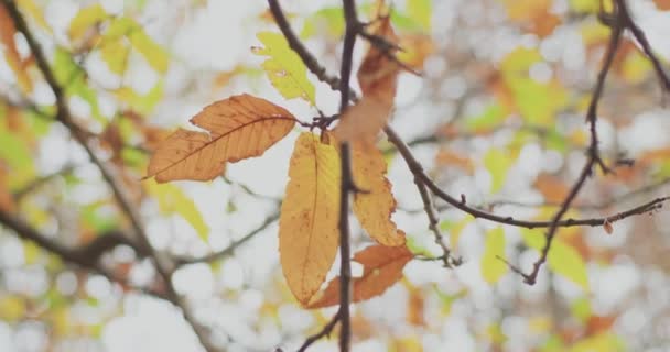 Folha colorida vai cair no chão na floresta. Folhagem brilhante no fundo em um dia de outono. — Vídeo de Stock