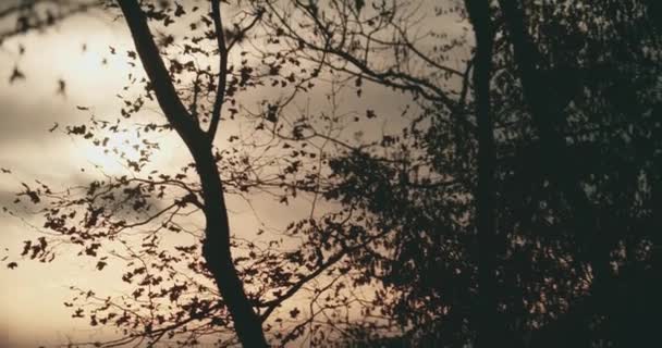 Ηλιοβασίλεμα το φθινόπωρο. Μια μοναχική σιλουέτα δέντρου χωρίς άλλα φύλλα. αργή κίνηση — Αρχείο Βίντεο
